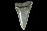 Fossil Mako Shark Tooth - South Carolina #128755-1